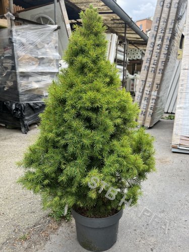 Picea Glauca 'conica'- Zakrslý smrk bílý