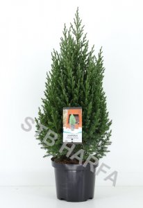 Juniperus chinensis - Jalovec čínský