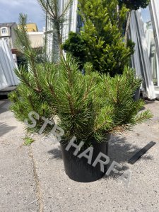 Pinus mugo - Borovice kleč